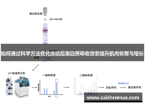 如何通过科学方法优化运动后蛋白质吸收效率提升肌肉恢复与增长